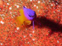 One of favorite fish, the Royal Gramma or Fairy Basselet.... by Steven Anderson 